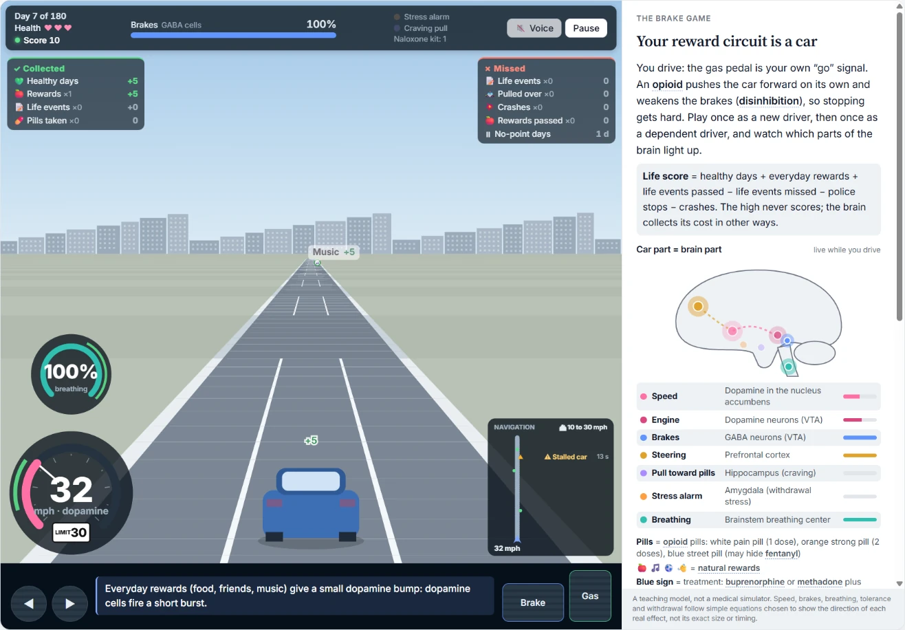 Driving in the Brake Game: the car collects a reward, with the speed gauge showing dopamine, the breathing gauge, the navigation map, and brain regions lighting up in the side panel