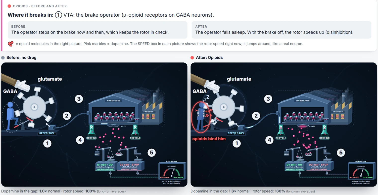 Before and after opioids: on the left the operator brakes normally; on the right, opioid molecules bind the operator, he falls asleep, the rotor speeds up, and dopamine in the gap rises to 1.6 times normal