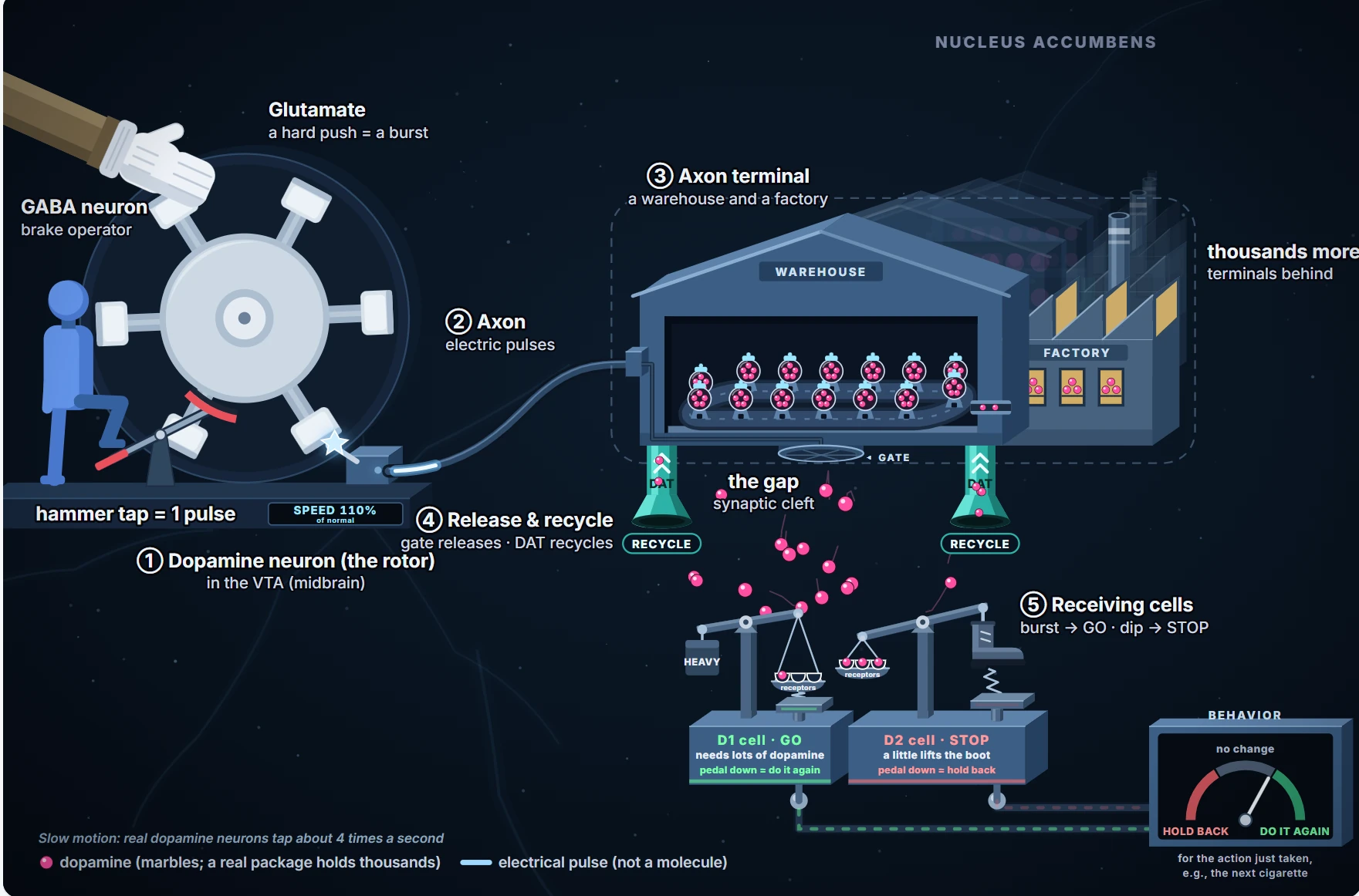 The dopamine machine: a rotor for the dopamine neuron, a brake operator for the GABA neuron, an axon cable, a warehouse and factory for the axon terminal, recycling pumps, and two scales for the receiving D1 and D2 cells that drive a behavior dial